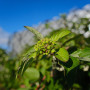 Samyang AF 12mm F2.0 Fuji X Auto Focus Lens